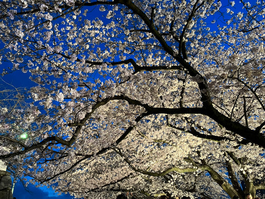 桜の季節となりました